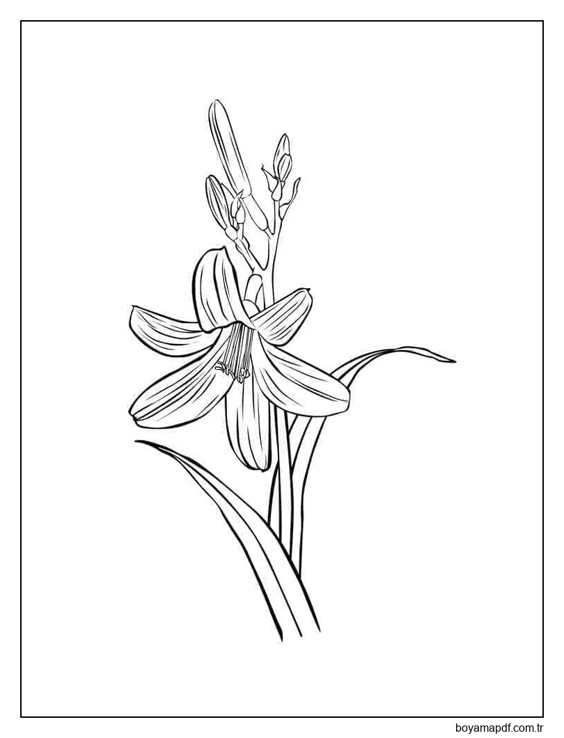 Ücretsiz Yazdırılabilir Lily Boyama Sayfası