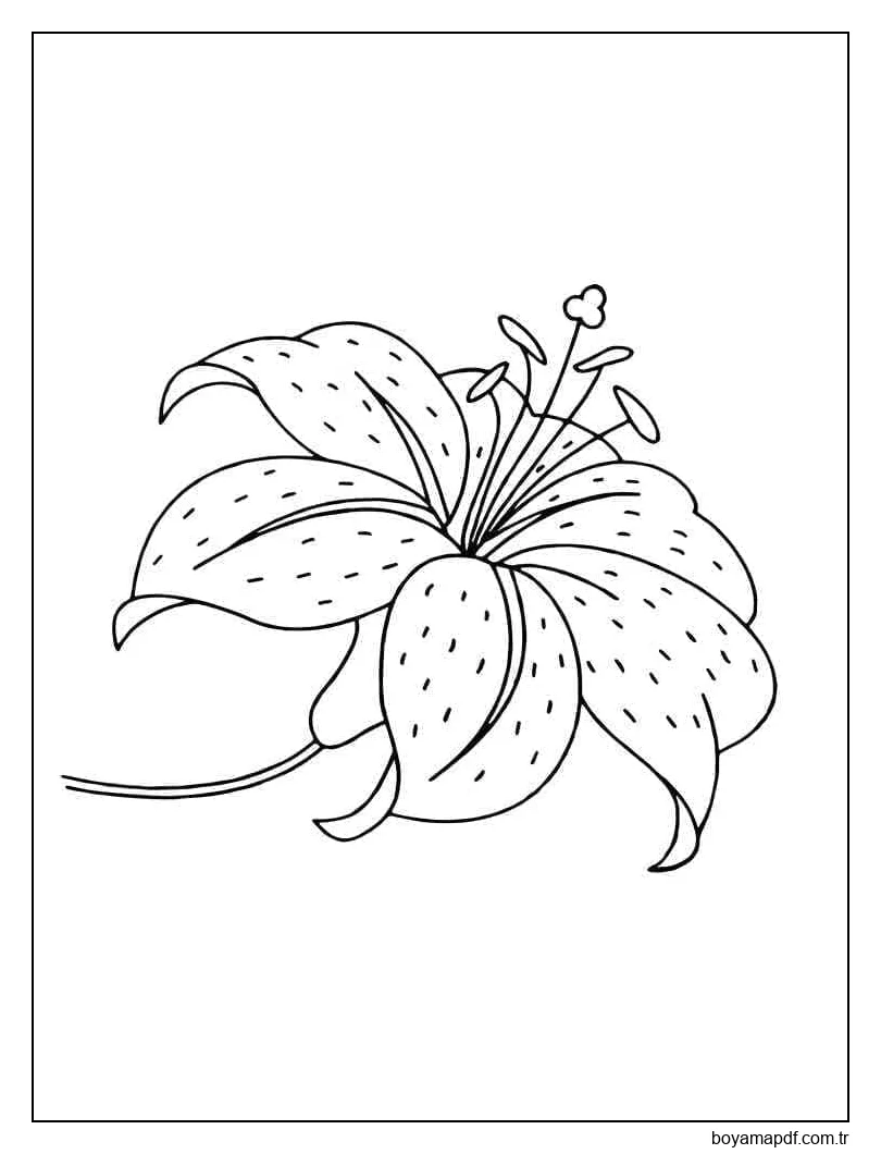 Ücretsiz Yazdırılabilir Zambak Çiçeği Boyama Sayfası