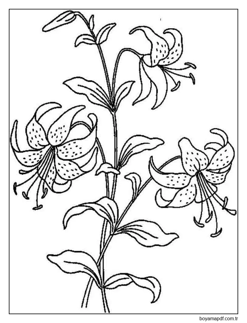 Ücretsiz Yazdırılabilir Zambaklar Boyama Sayfası