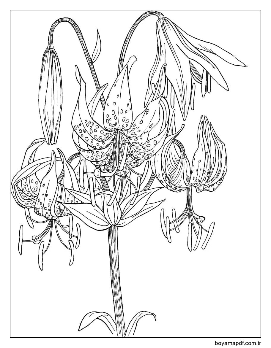 Ücretsiz Zambaklar Boyama Sayfası