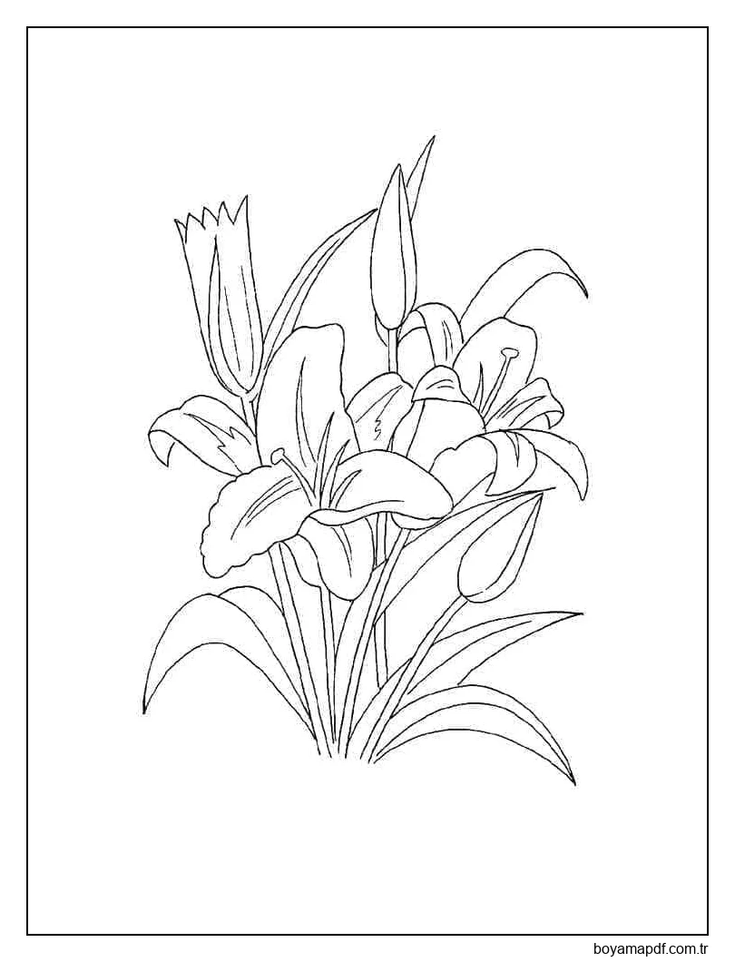 Yazdırılacak Zambaklar Boyama Sayfası