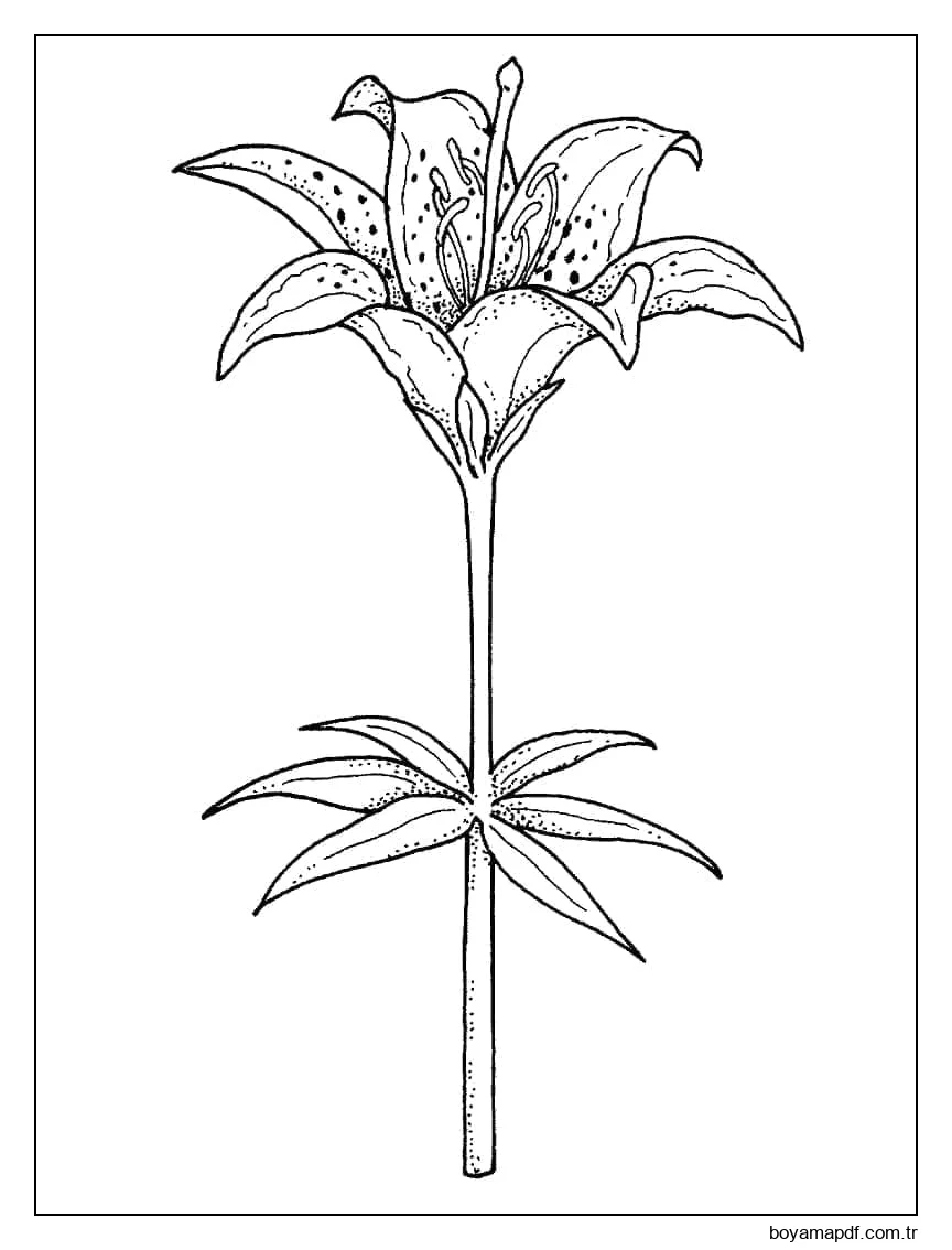 Zambak çiçeği Boyama Sayfası