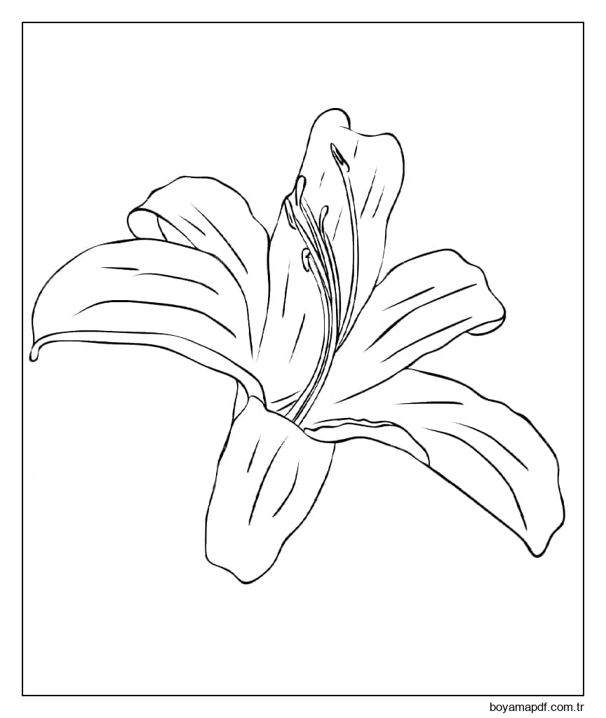 Zambak Çiçeği Resmi Boyama Sayfası