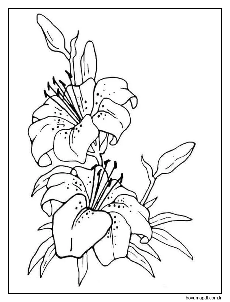 Zambaklar Bedava Boyama Sayfası