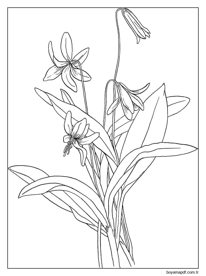 Zambaklar Çiçek Boyama Sayfası