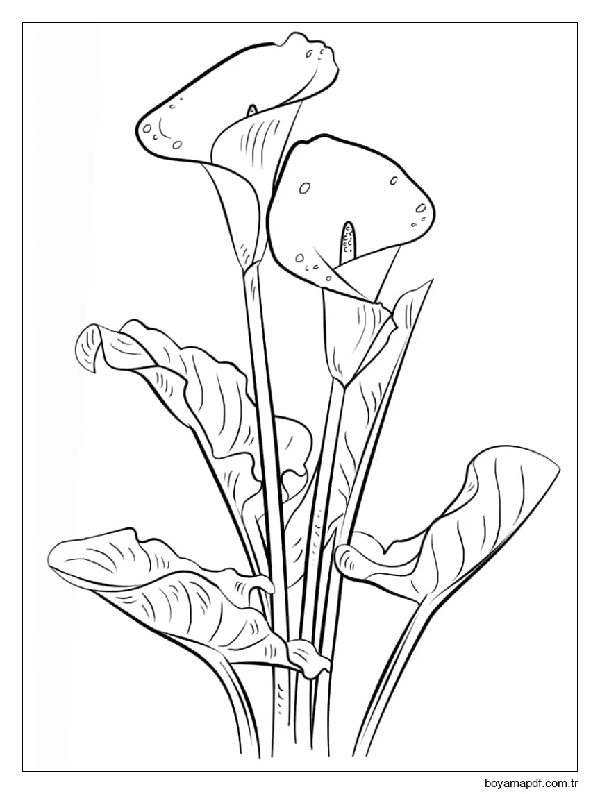 Zambaklar Çiçekler Boyama Sayfası