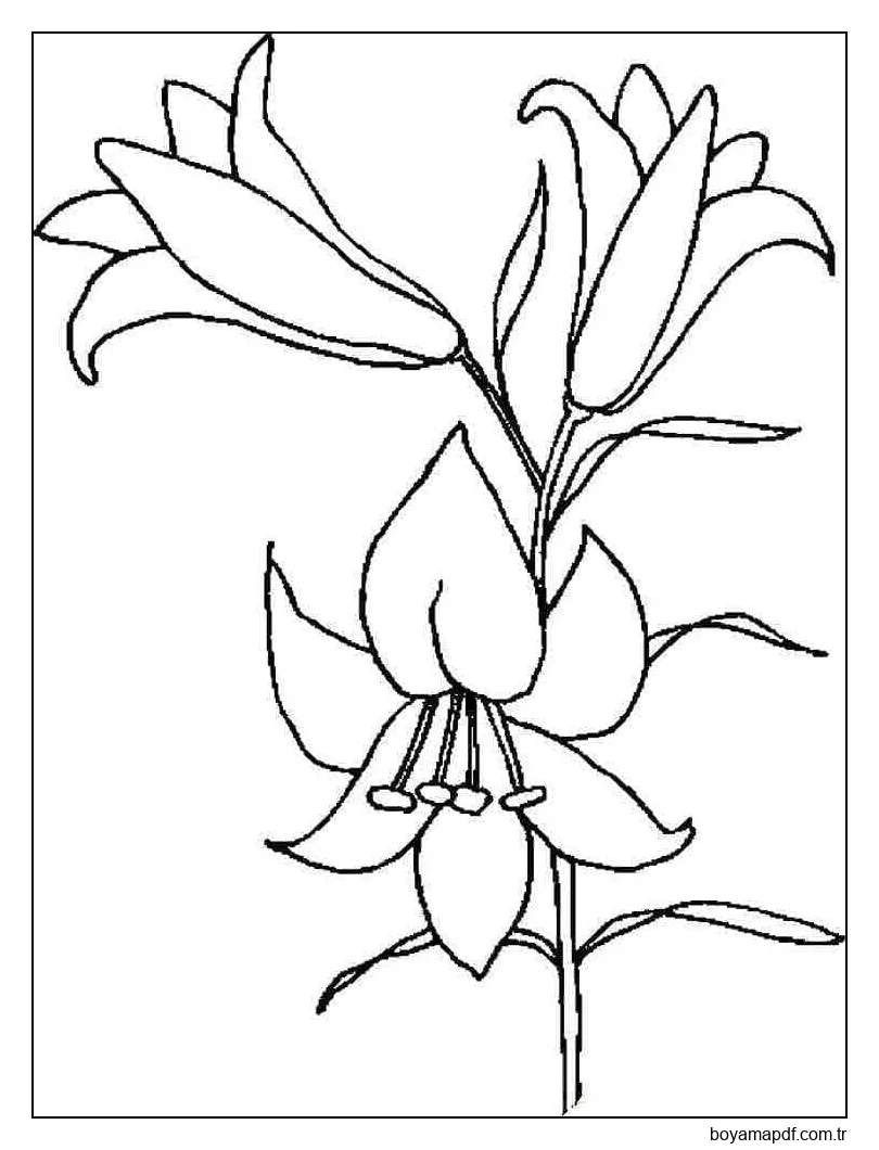 Zambaklar Yazdırılabilir Boyama Sayfası