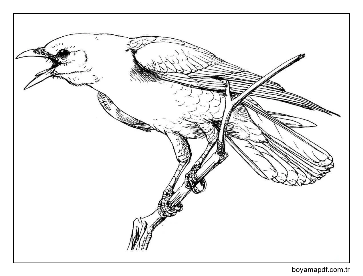 Ağaçtaki Kuzgun Boyama Sayfası