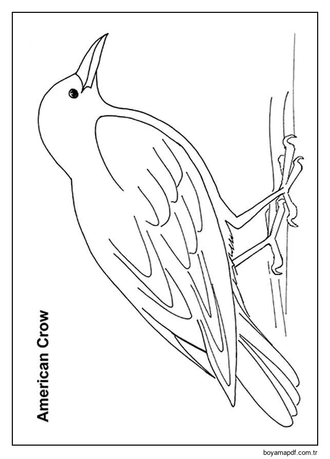 Amerikan Kargası Boyama Sayfası