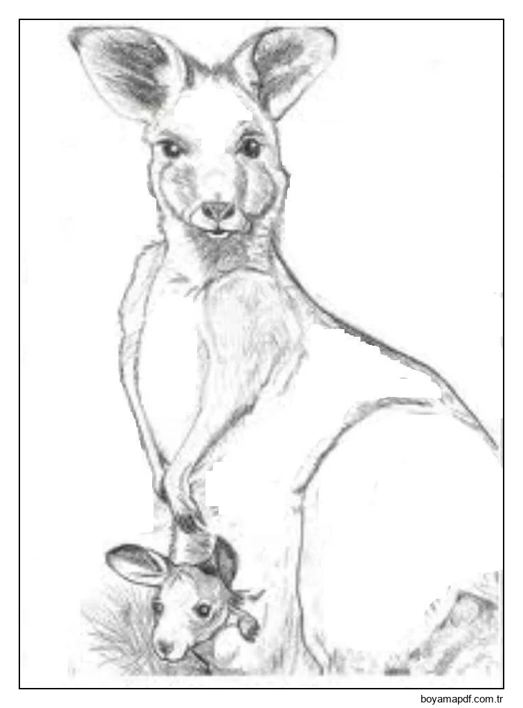 Anne ve Bebek Kanguru Çizimi karakter çizimi