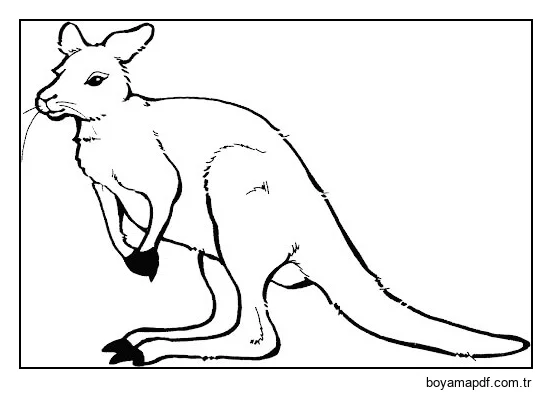 Basit Kanguru karakter çizimi