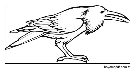 Büyük Kuzgun Boyama Sayfası
