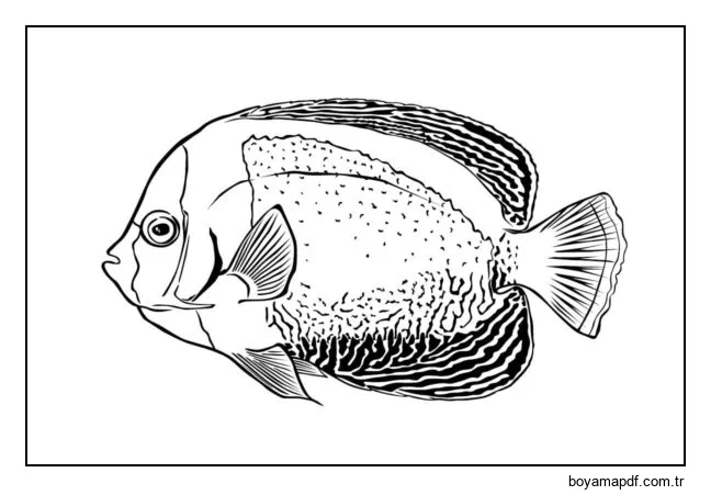 Egzotik balıklar. karakter çizimi