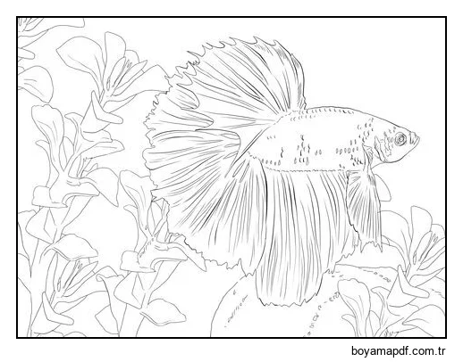 Güzel Beta Balığı karakter çizimi