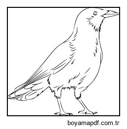 Güzel Kuzgun Boyama Sayfası