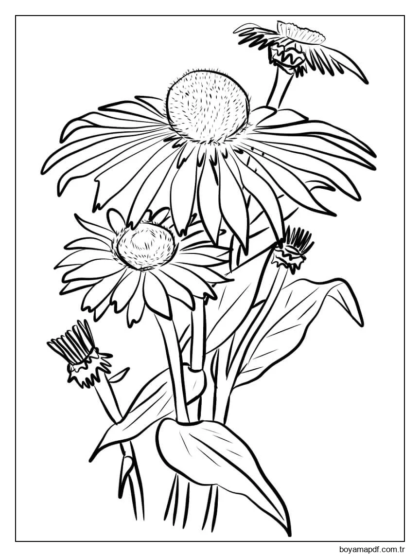 Güzel Papatya Boyama Sayfası