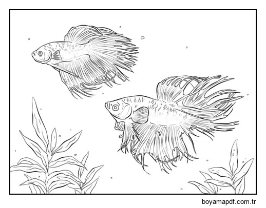 İki Siyam Mücadele Balıkları karakter çizimi