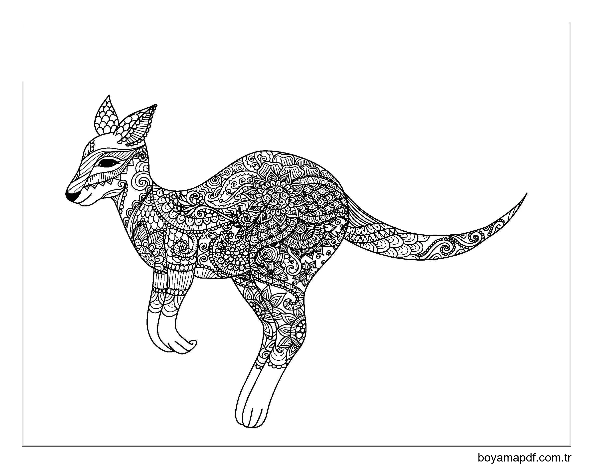 Kanguru Yetişkin karakter çizimi