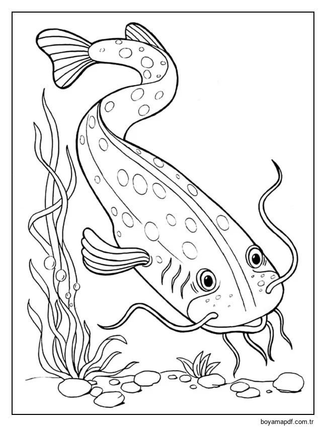 Kedi Balığı karakter çizimi