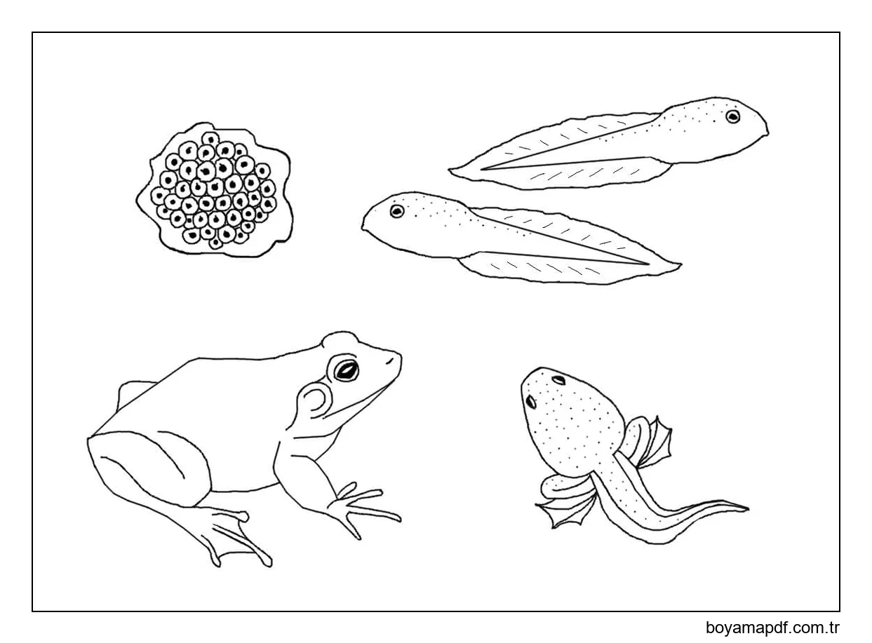 Kurbağanın Yaşam Döngüsü Boyama Sayfası