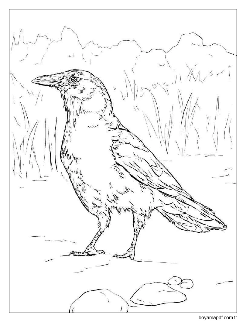 Kuzgun 1 Boyama Sayfası