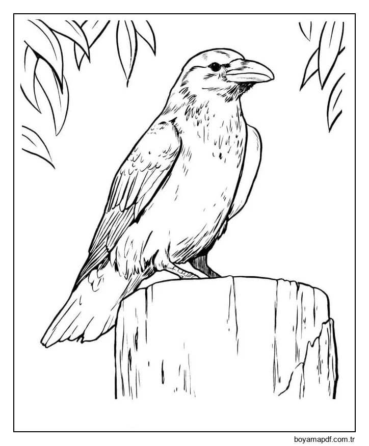 Kuzgun Kuzgun Boyama Sayfası