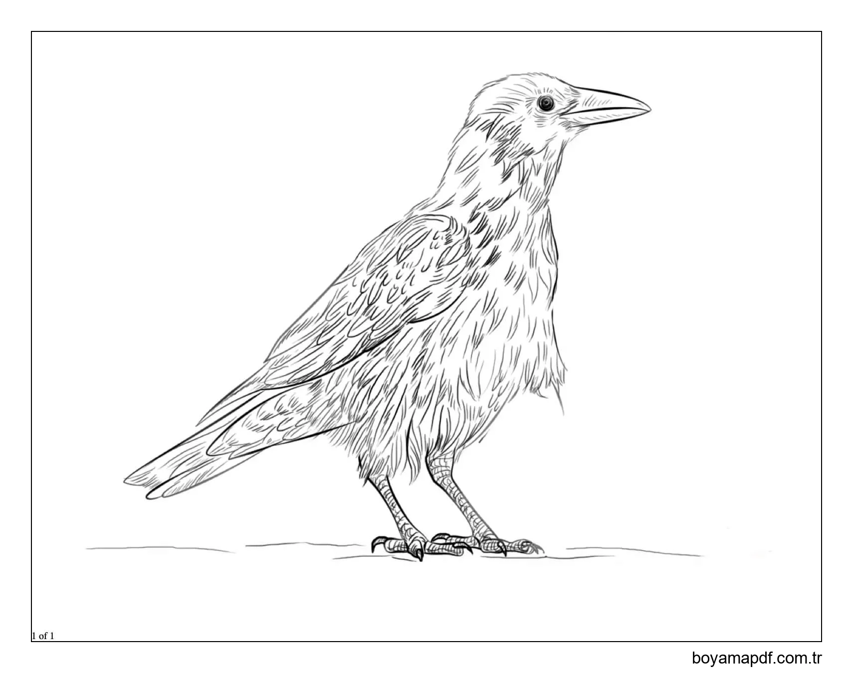 Kuzgun Yazdırılabilir Boyama Sayfası