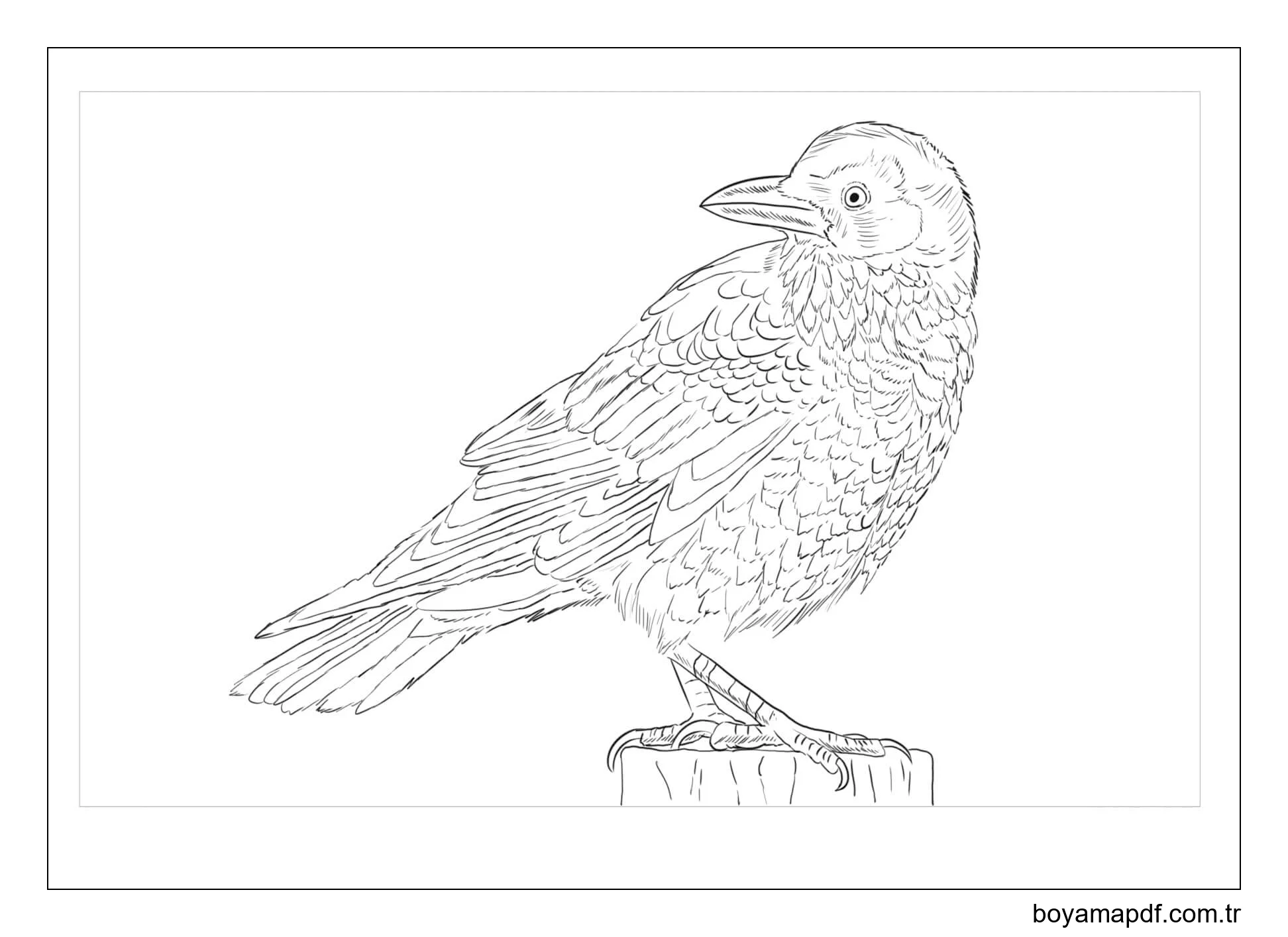 Kuzgun Yetişkinler Içindir Boyama Sayfası