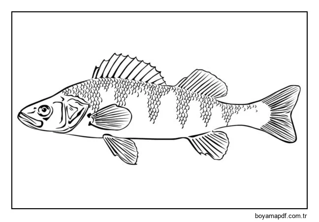 Levrek karakter çizimi