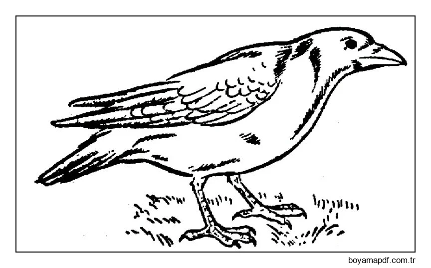 Muhteşem Kuzgun Boyama Sayfası