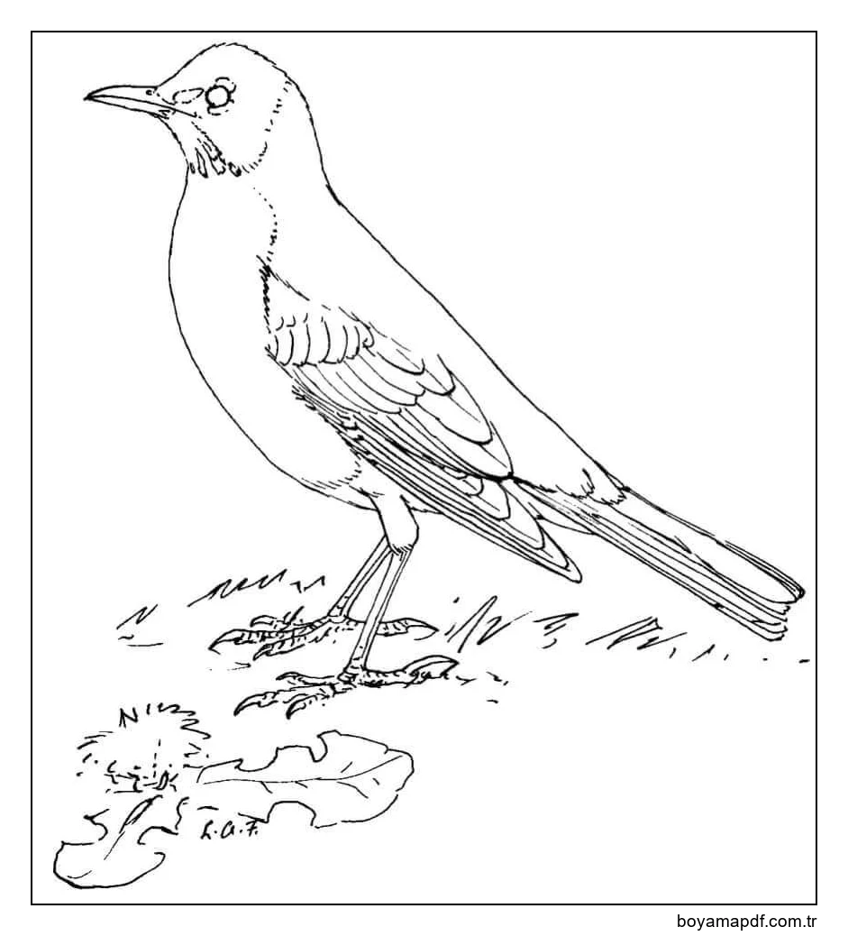 Normal Kuzgun Boyama Sayfası