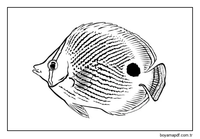 Resif balıkları karakter çizimi