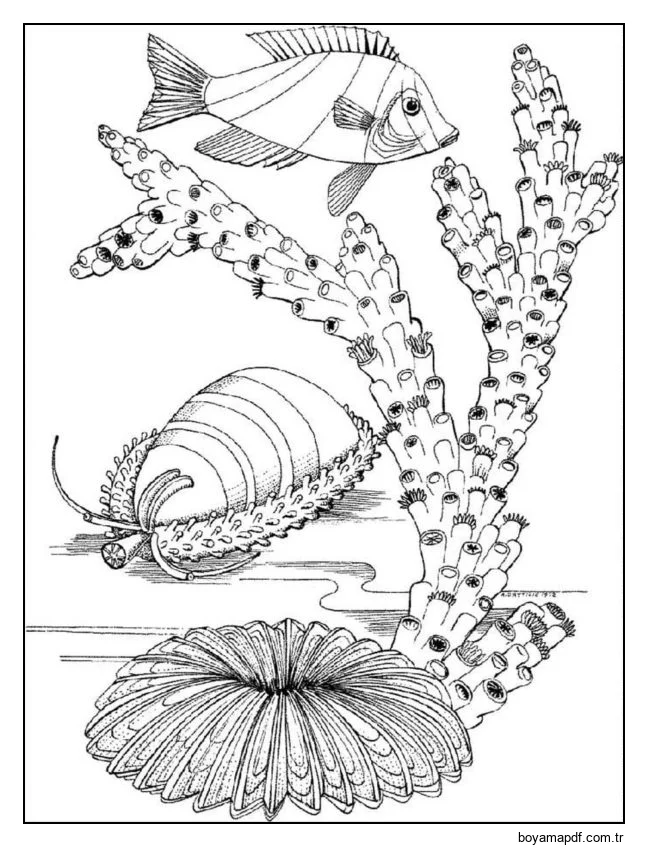 Resif balıkları ve algler karakter çizimi