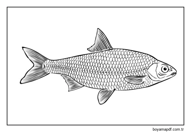 Roach karakter çizimi