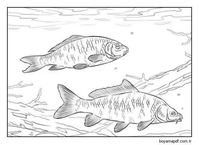 Sazan karakter çizimi