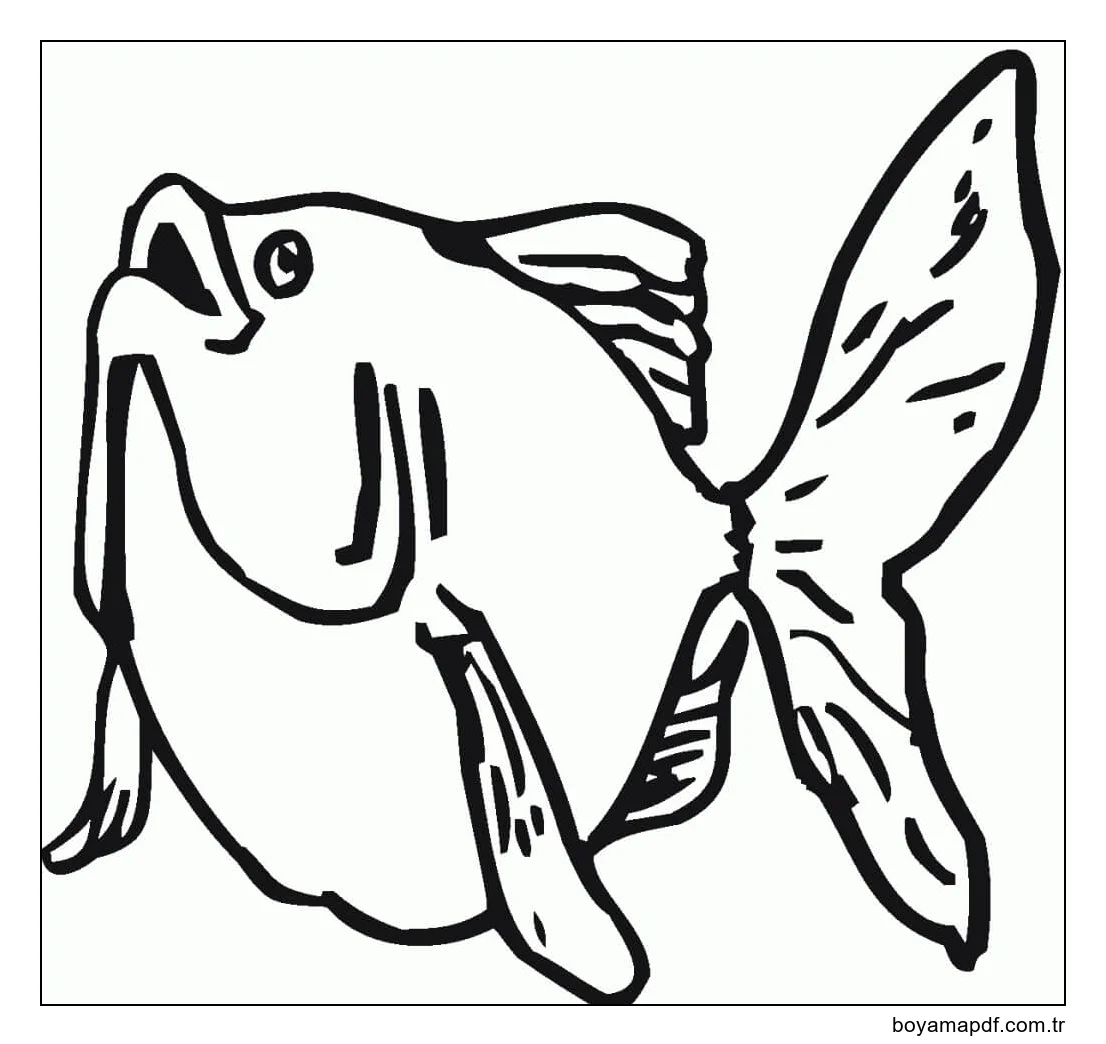 Şişman Japon Balığı karakter çizimi