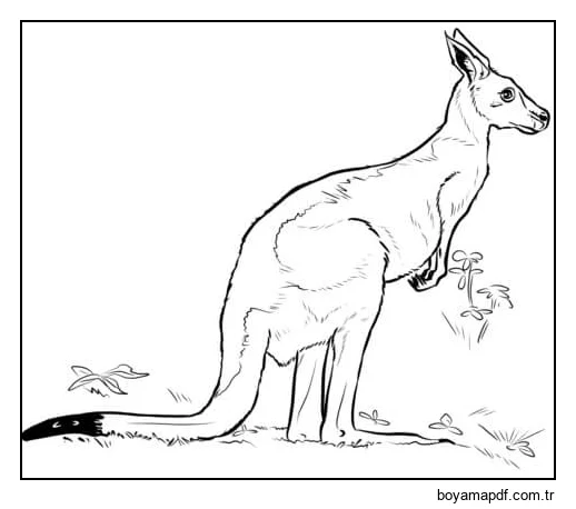 Temel Kanguru karakter çizimi