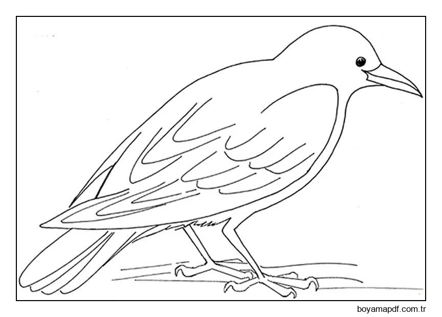 Temel Kuzgun Boyama Sayfası