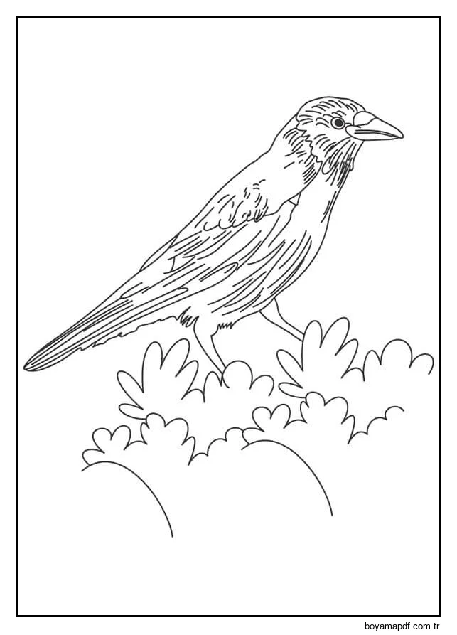 Yaprak üzerinde Kuzgun Boyama Sayfası
