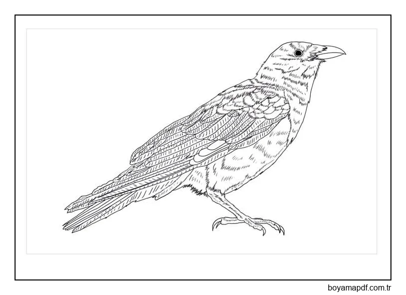Yetişkin Kuzgun Boyama Sayfası