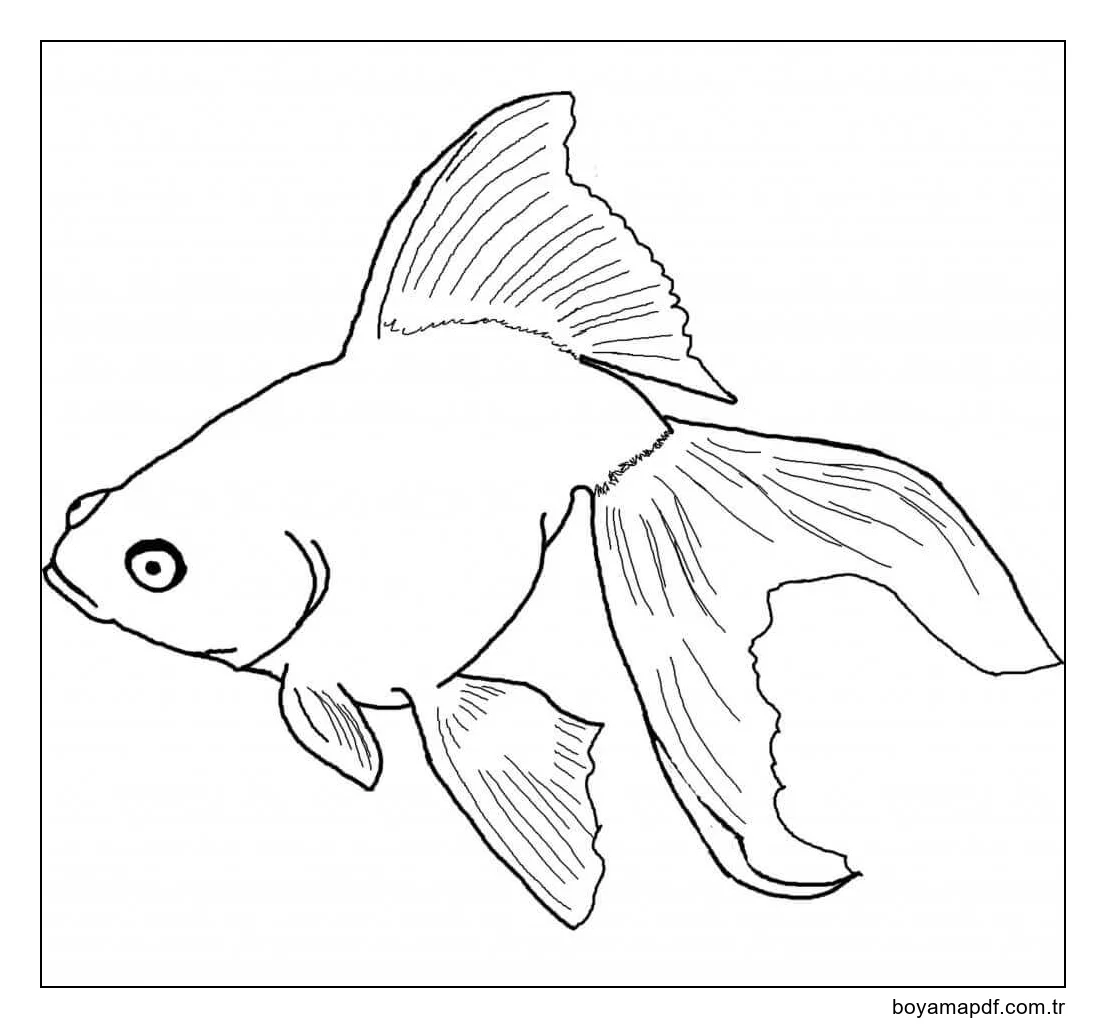 Yüzme Japon Balığı karakter çizimi